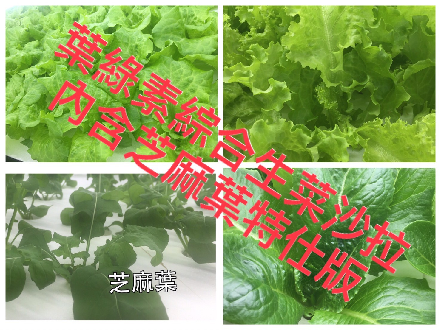 【米蘭達廚房】葉綠素綜合生菜(內含芝麻葉)特仕版